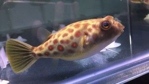 奈及利亞觀賞魚市場行情，利亞觀賞魚市場分析