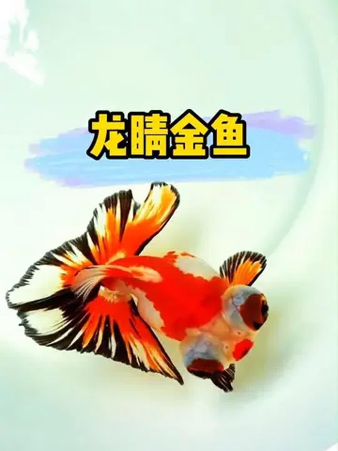 黑龍睛金魚有哪些品種？ 黑龍睛金魚有哪些品種？ 龍魚百科
