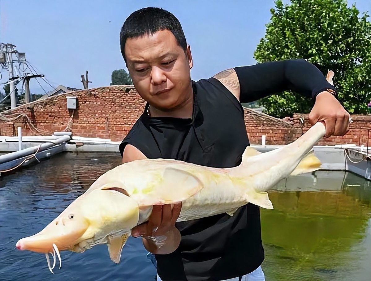 鱘龍魚一般多少斤