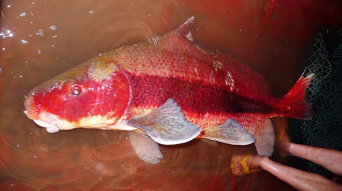 鱘龍魚一般多少斤