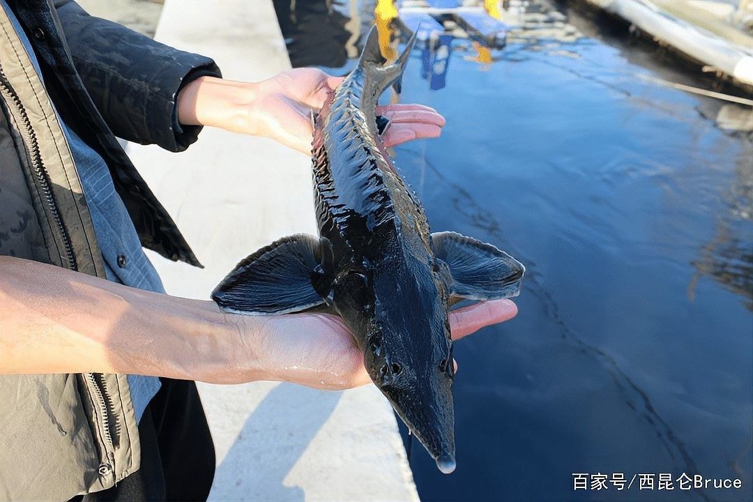 鱘龍魚一般多少斤
