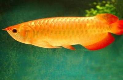 最好看的金龍魚：最好看的金龍魚和b級(jí)過背金龍魚和b級(jí)過背金龍魚