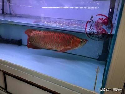 紅龍魚的最大尺寸（世界上最大的紅龍魚-龍魚能長多大-龍魚飼養）
