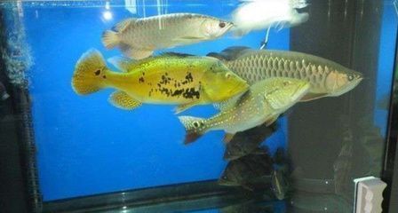 如何避免龍魚打架的方法：如何避免龍魚之間打架 如何避免龍魚打架的方法：如何避免龍魚之間打架 龍魚百科 第5張