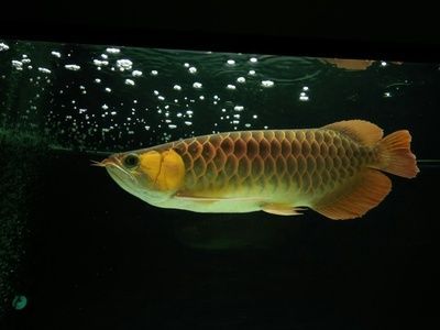 龍魚和三間魚打架嗎：如何判斷龍魚與三間魚混養的成功案例