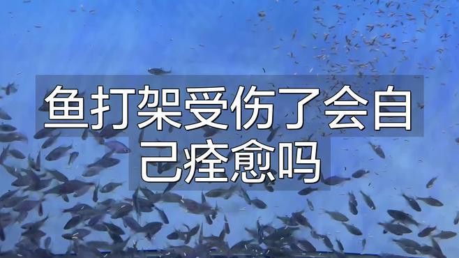 龍魚頭部撞傷會自愈嗎？