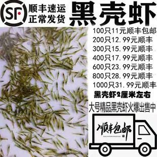 龍魚能吃蝦米嗎：龍魚可以吃蝦米嗎 龍魚能吃蝦米嗎：龍魚可以吃蝦米嗎 龍魚百科 第1張
