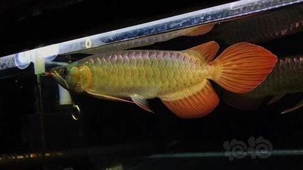 短身龍魚怎么造成的：在養殖過程中，短身龍魚怎么造成的