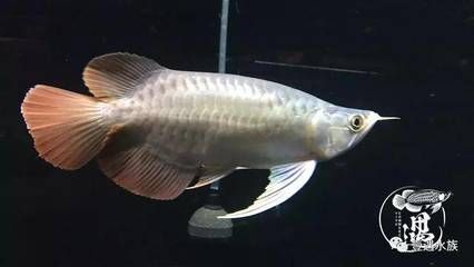 短身龍魚怎么造成的：在養殖過程中，短身龍魚怎么造成的