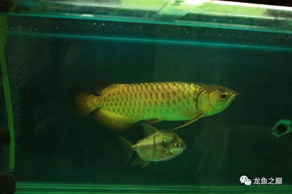 龍魚回來多久可以開始喂飼料了：龍魚喂食時間主要取決于以下幾個因素，龍魚回來多久可以開始喂食