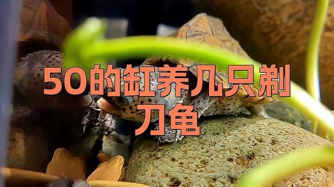 剃刀龜混養需要多大的魚缸 剃刀龜混養需要多大的魚缸 龍魚百科 第1張