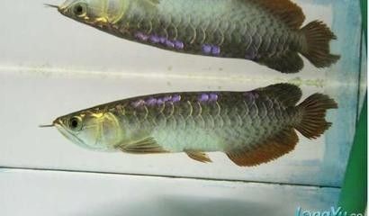 龍魚疾病圖解視頻大全集最新：龍魚常見疾病及其治療方法