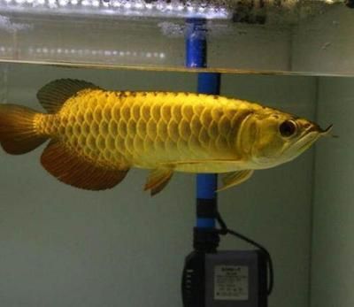 龍魚晚上需要開夜燈嗎？（龍魚晚上是否需要開夜燈取決于多種因素，飼養(yǎng)者應考慮到）