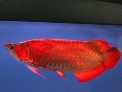 金龍魚魚苗吃什么食物最好（金龍魚魚苗在飼養過程中應多樣化飲食）