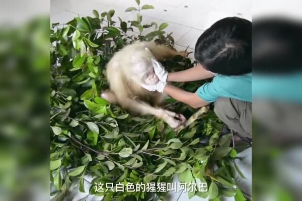 白龍魚多少錢一只