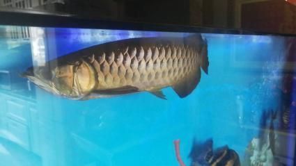 金龍魚和虎魚打架誰會贏：探討金龍魚和虎魚打架的結果時，我們要考慮多個因素