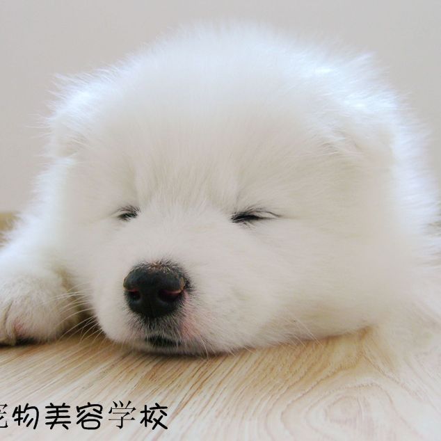 能否提供一份更詳細的飼養方法？