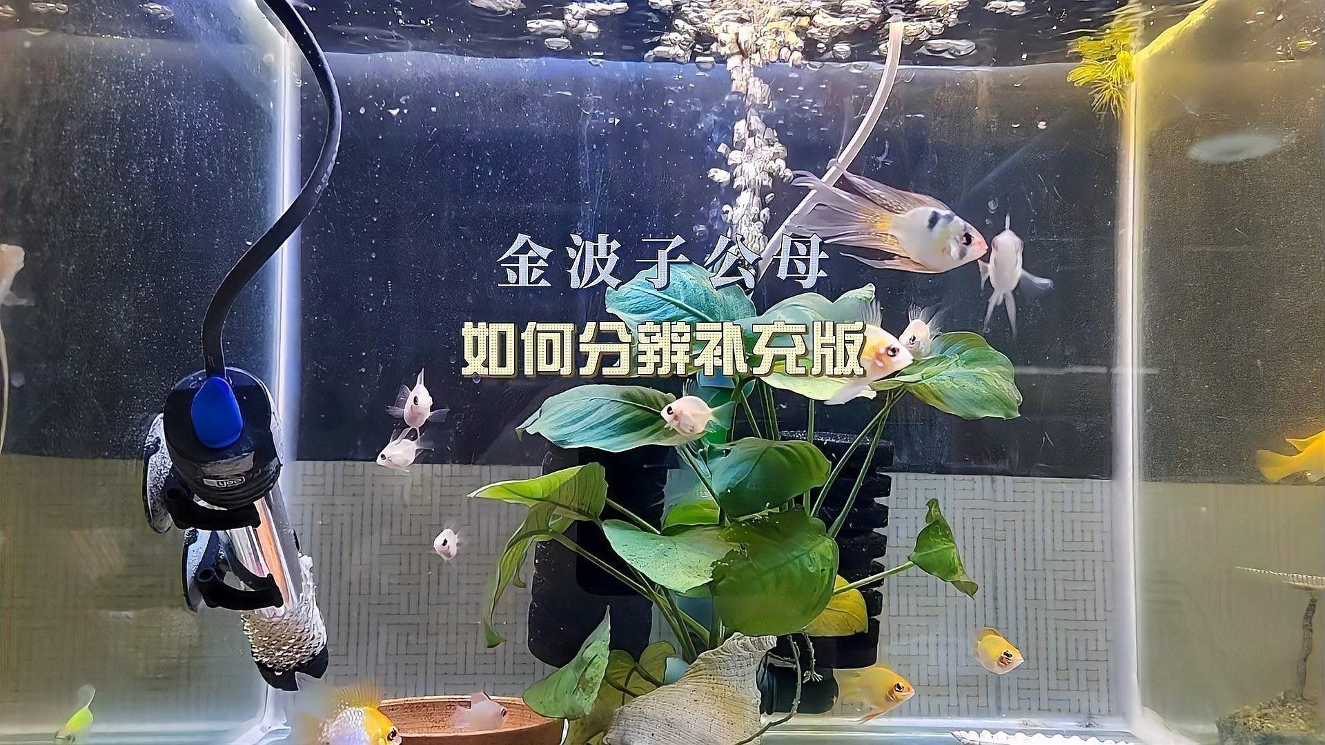 如何區(qū)分鳳凰龍魚的雌雄？