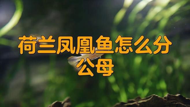 如何區(qū)分鳳凰龍魚的雌雄？