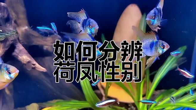 如何區(qū)分鳳凰龍魚的雌雄？