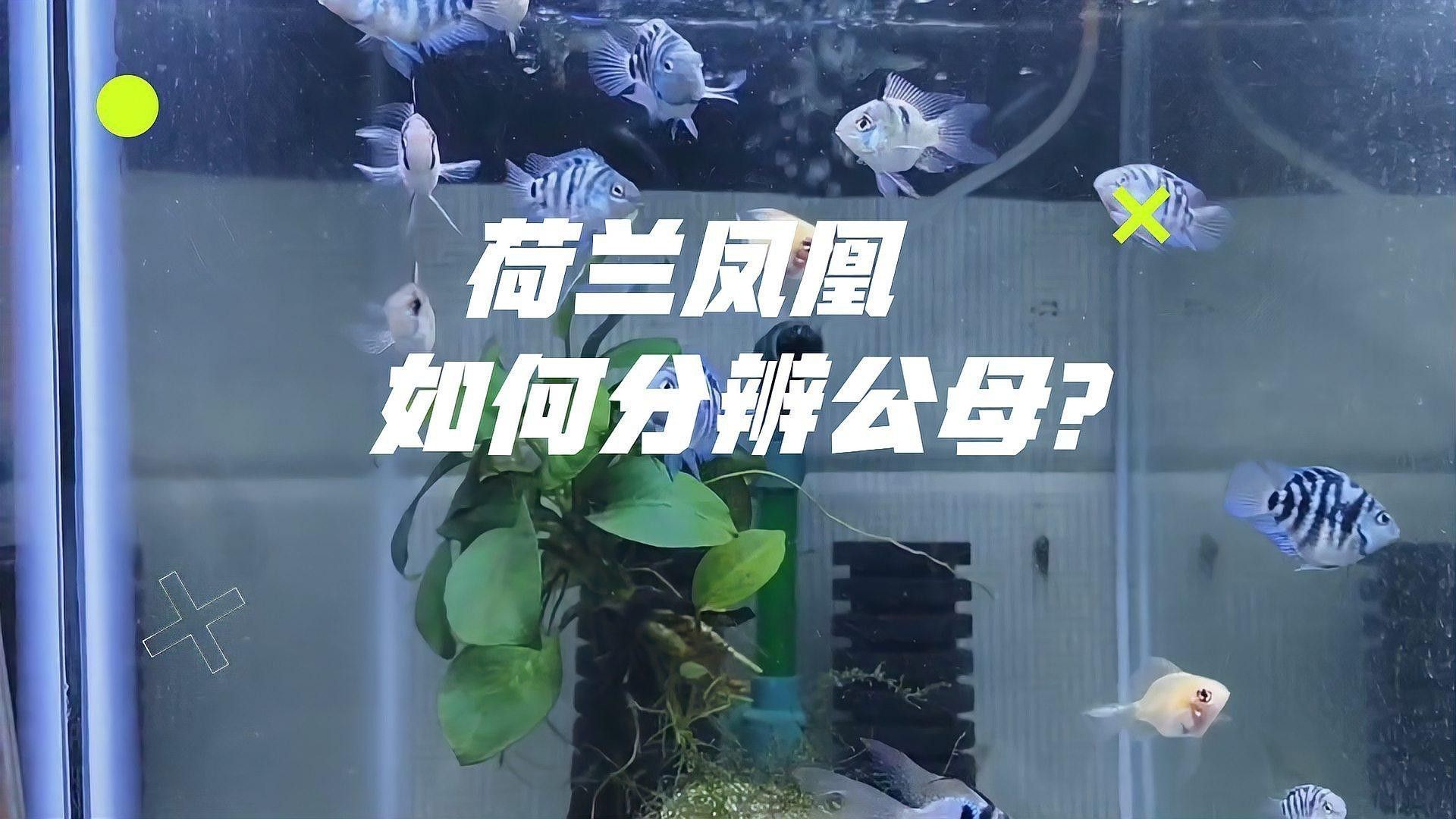 如何區(qū)分鳳凰龍魚的雌雄？