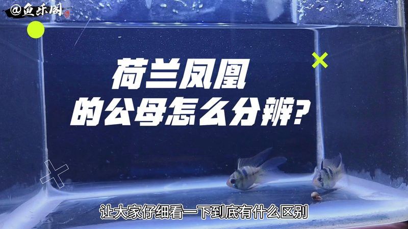 如何區(qū)分鳳凰龍魚的雌雄？