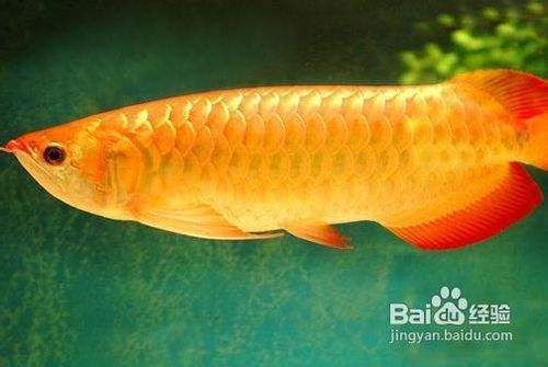 金龍魚飼養條件：金龍魚飼養條件及注意事項 金龍魚飼養條件：金龍魚飼養條件及注意事項 龍魚百科 第5張