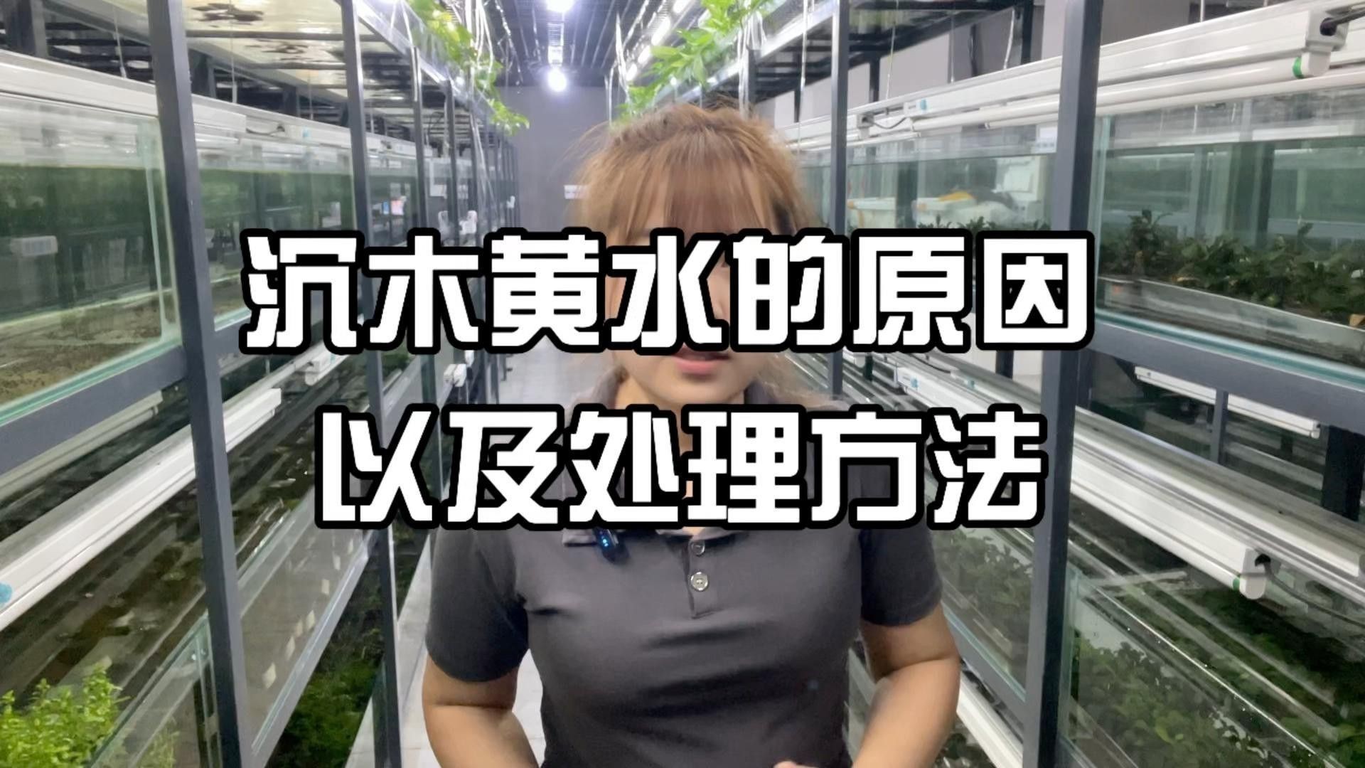 如何處理沉木黃水？