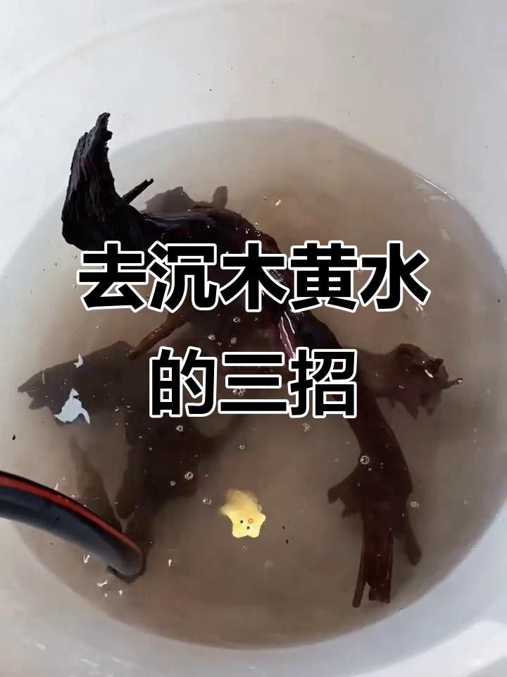 如何處理沉木黃水？