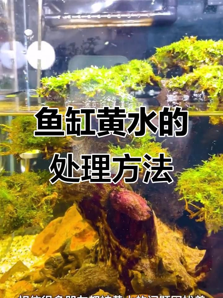 如何處理沉木黃水？