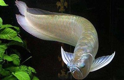 紅色金龍魚價格走勢分析最新圖(紅色金龍魚價格走勢分析) 龍魚百科 第2張 紅色金龍魚價格走勢分析最新圖(紅色金龍魚價格走勢分析) 紅色金龍魚價格走勢分析最新圖(紅色金龍魚價格走勢分析) 龍魚百科 第2張