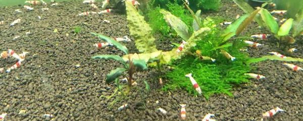 紅色金龍魚價格走勢分析最新圖(紅色金龍魚價格走勢分析) 龍魚百科 第5張 紅色金龍魚價格走勢分析最新圖(紅色金龍魚價格走勢分析) 紅色金龍魚價格走勢分析最新圖(紅色金龍魚價格走勢分析) 龍魚百科 第5張