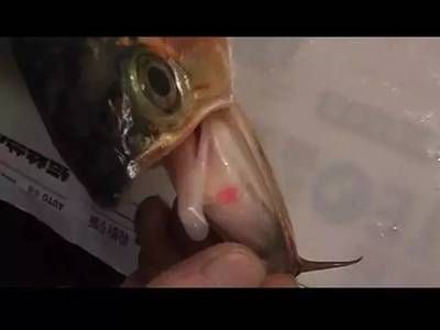 家里養(yǎng)的龍魚突然死了好不好（金龍魚或其他品種的龍魚突然死亡與風水寓意關聯(lián)不大）