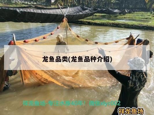 龍魚分幾個品種：如何辨別龍魚品種真偽 龍魚分幾個品種：如何辨別龍魚品種真偽 龍魚百科 第2張