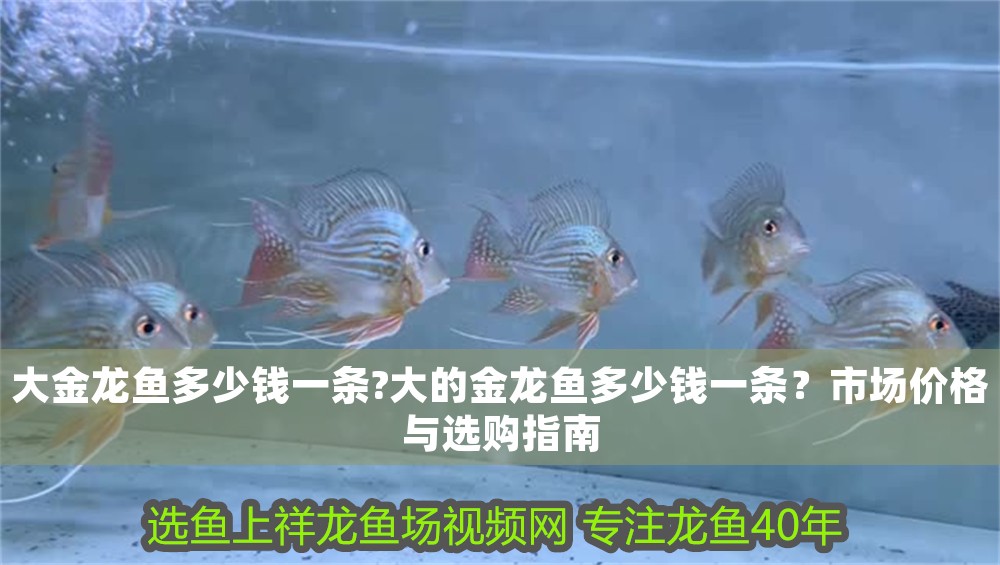 大金龍魚(yú)多少錢(qián)一條?大的金龍魚(yú)多少錢(qián)一條？市場(chǎng)價(jià)格與選購(gòu)指南