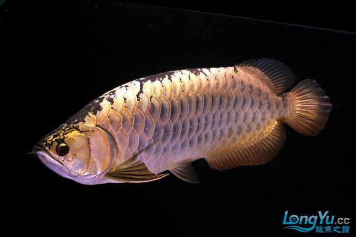 青龍魚（美麗硬骨舌魚（青龍魚（greenarowana））