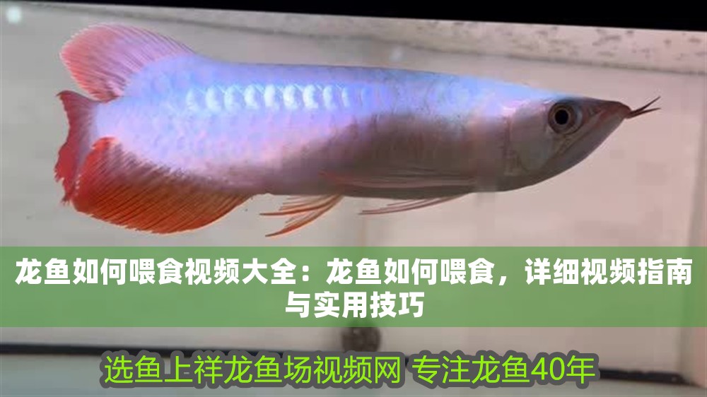 龍魚如何喂食視頻大全：龍魚如何喂食，詳細視頻指南與實用技巧