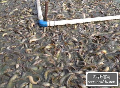 養龍魚加什么鹽好:養龍魚時需要添加鹽以及使用何種鹽是一個常見的問題 龍魚百科 第3張 養龍魚加什么鹽好:養龍魚時需要添加鹽以及使用何種鹽是一個常見的問題 養龍魚加什么鹽好:養龍魚時需要添加鹽以及使用何種鹽是一個常見的問題 龍魚百科 第3張