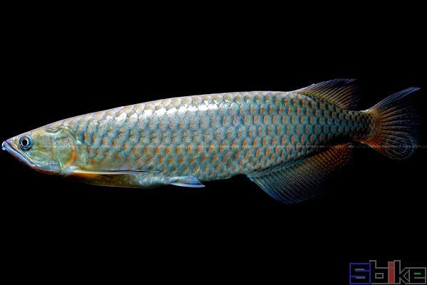 遠古魚之珍珠龍魚：澳洲珍珠龍魚之澳洲珍珠龍魚品種飼養(yǎng)介紹