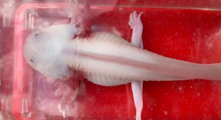 龍魚怎么喂食凍魚肉：喂食凍魚肉給龍魚的健康和生長至關(guān)重要，有其特定的處理和喂食方法