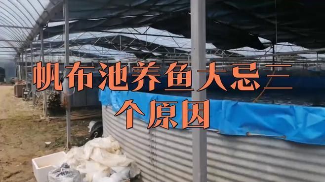 養(yǎng)魚帆布池的十大忠告 養(yǎng)魚帆布池的十大忠告 龍魚百科 第1張