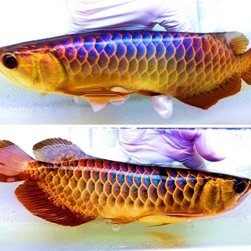 給我一張藍底過背金龍魚圖片 龍魚百科 第11張 給我一張藍底過背金龍魚圖片 給我一張藍底過背金龍魚圖片 龍魚百科 第11張