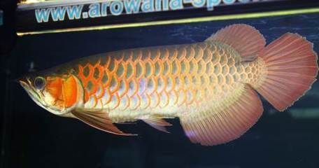 巴龍魚是什么魚：關于巴龍魚的問題