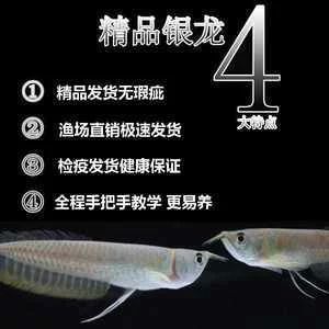 為什么龍魚沒有小苗了（關于龍魚沒有小苗的問題，我們可以從幾個方面來探討可能的原因）