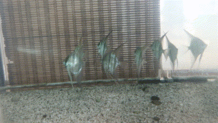 為什么龍魚沒有小苗了（關于龍魚沒有小苗的問題，我們可以從幾個方面來探討可能的原因）