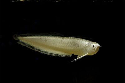 紅龍魚鰓蓋發(fā)的是黃色是不是就是橙龍：紅龍魚的鰓蓋發(fā)黃是橙龍嗎 紅龍魚鰓蓋發(fā)的是黃色是不是就是橙龍：紅龍魚的鰓蓋發(fā)黃是橙龍嗎 龍魚百科 第1張
