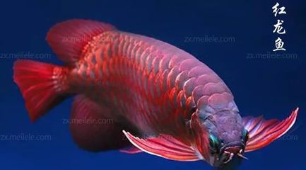 紅龍魚鰓蓋發(fā)的是黃色是不是就是橙龍：紅龍魚的鰓蓋發(fā)黃是橙龍嗎 紅龍魚鰓蓋發(fā)的是黃色是不是就是橙龍：紅龍魚的鰓蓋發(fā)黃是橙龍嗎 龍魚百科 第4張