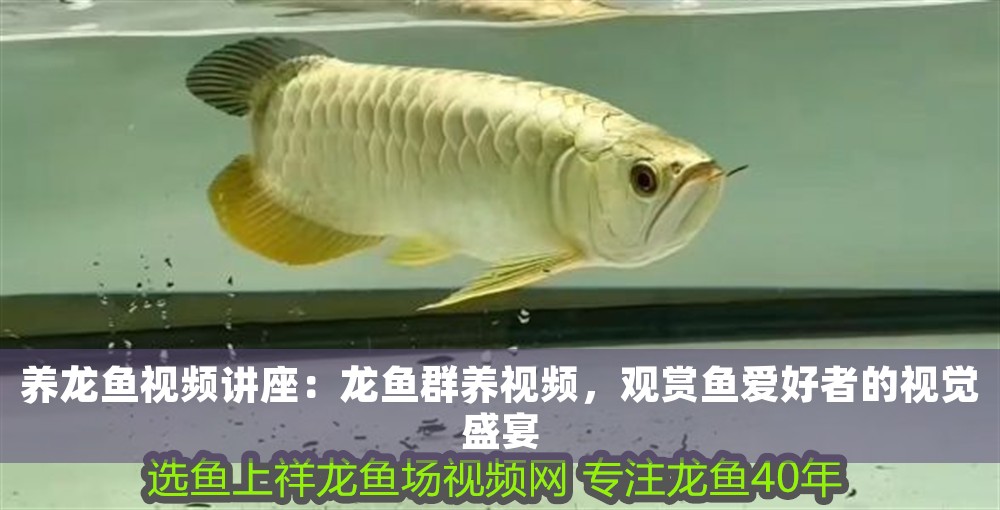 養(yǎng)龍魚(yú)視頻講座：龍魚(yú)群養(yǎng)視頻，觀賞魚(yú)愛(ài)好者的視覺(jué)盛宴