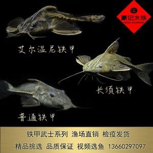 養(yǎng)龍魚(yú)視頻講座：龍魚(yú)群養(yǎng)視頻，觀賞魚(yú)愛(ài)好者的視覺(jué)盛宴