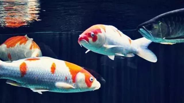 龍魚和錦鯉哪個好看